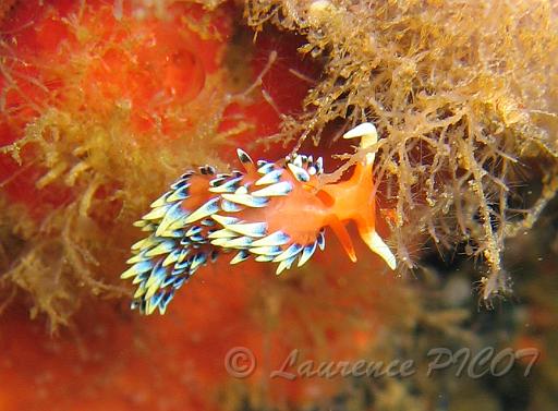 flabellina exoptata.bmp